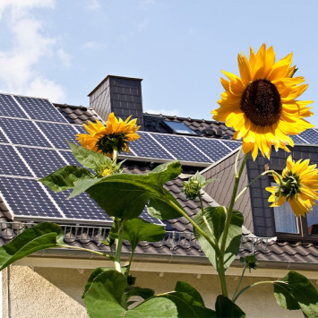 Sonnenblumen blühen vor Dach mit Solarpanelen.